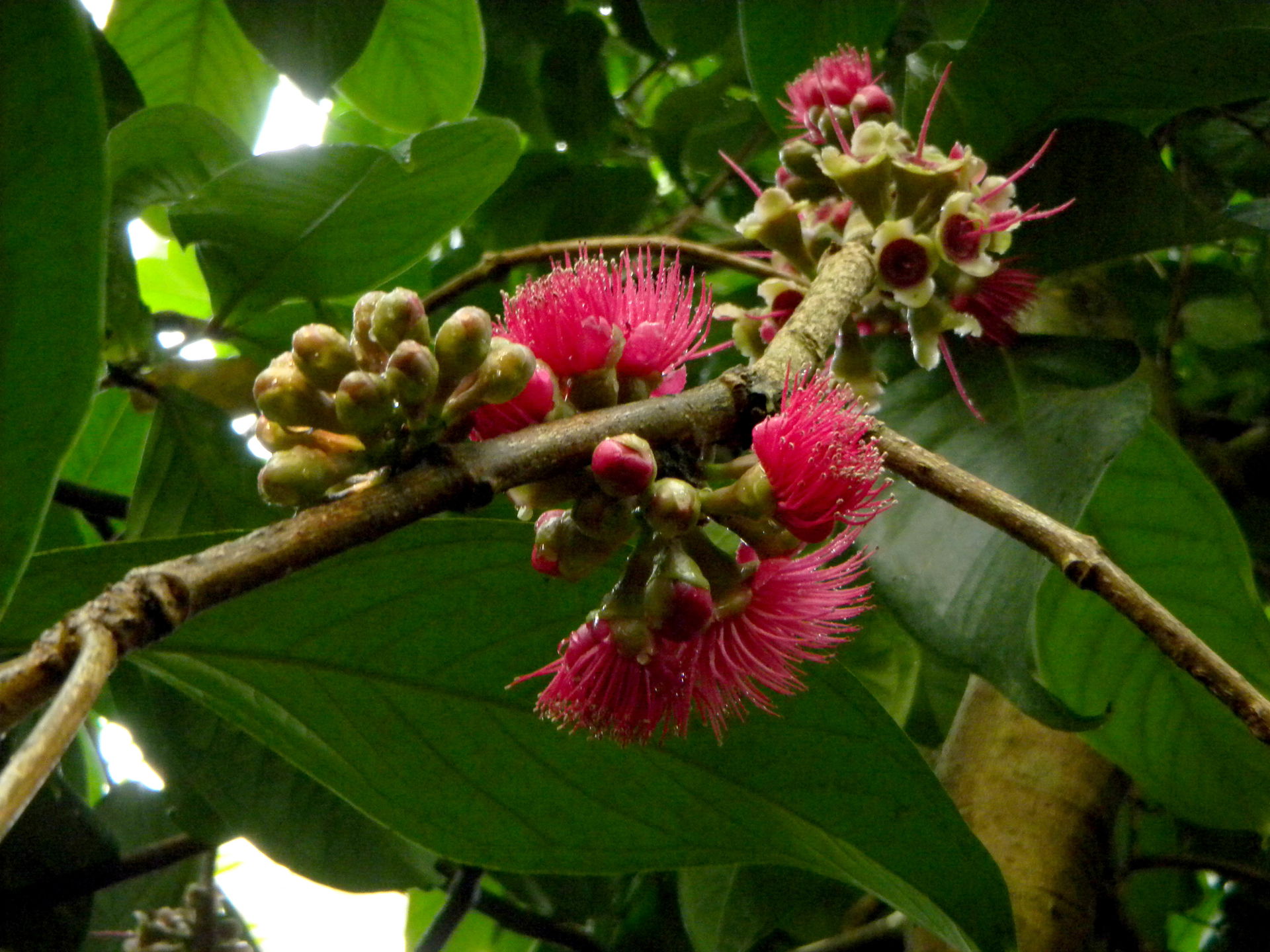 Malayenapfel (Syzygium malaccense) im Masoala Regenwald des Zoo Zürich