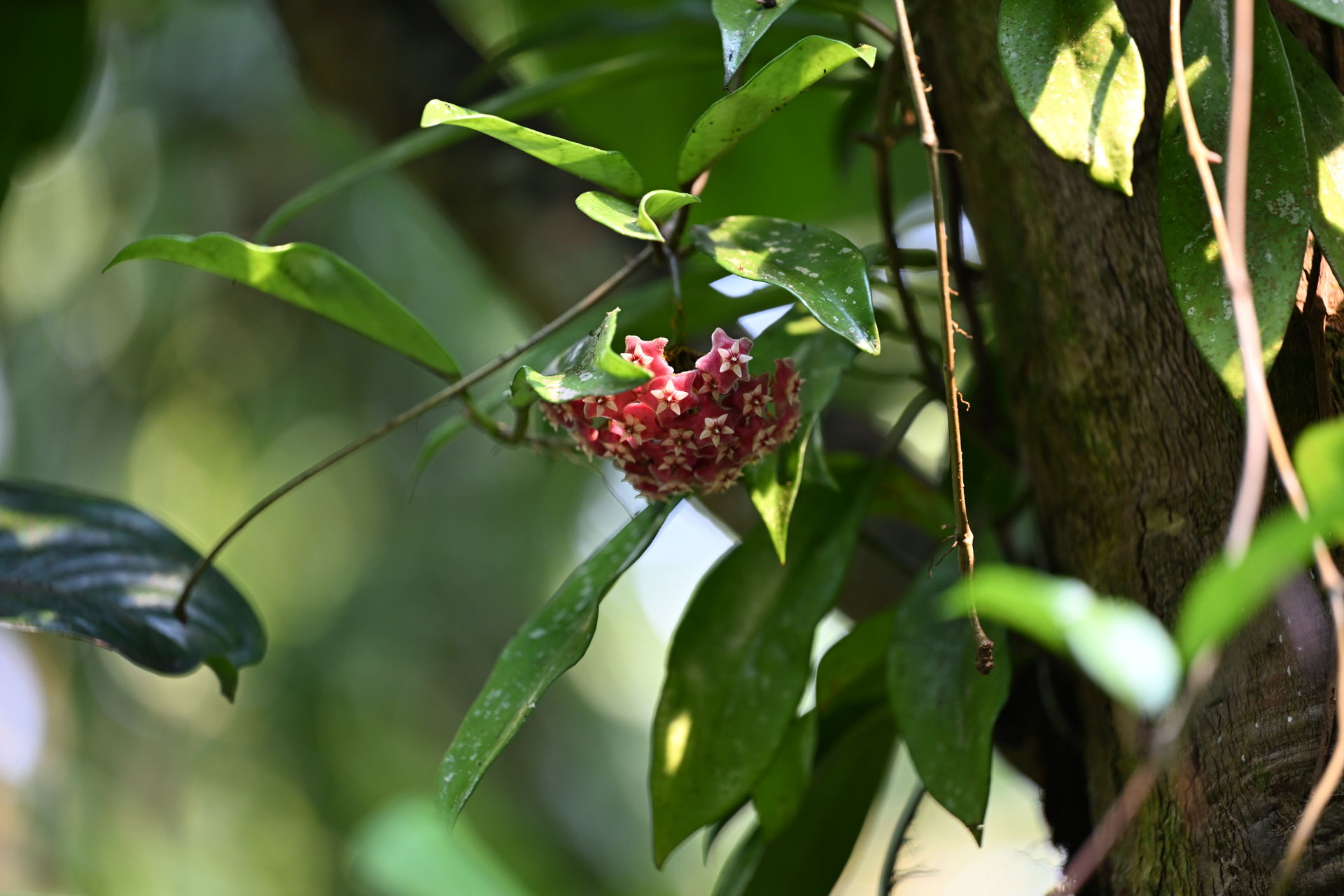 Porzellanblume im Masoala Regenwald des Zoo Zürich