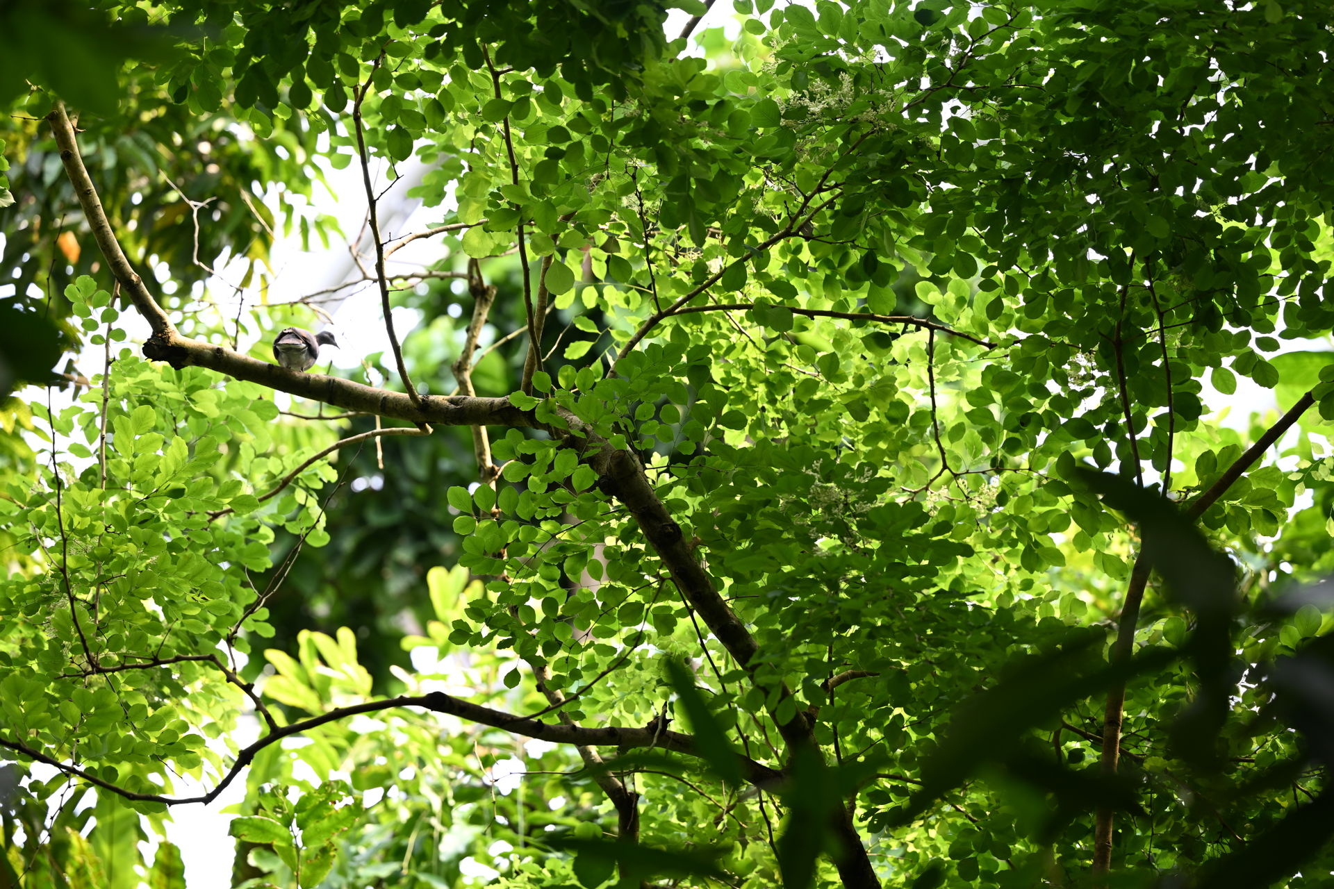 Rosenholzbaum im Masoala Regenwald des Zoo Zürich