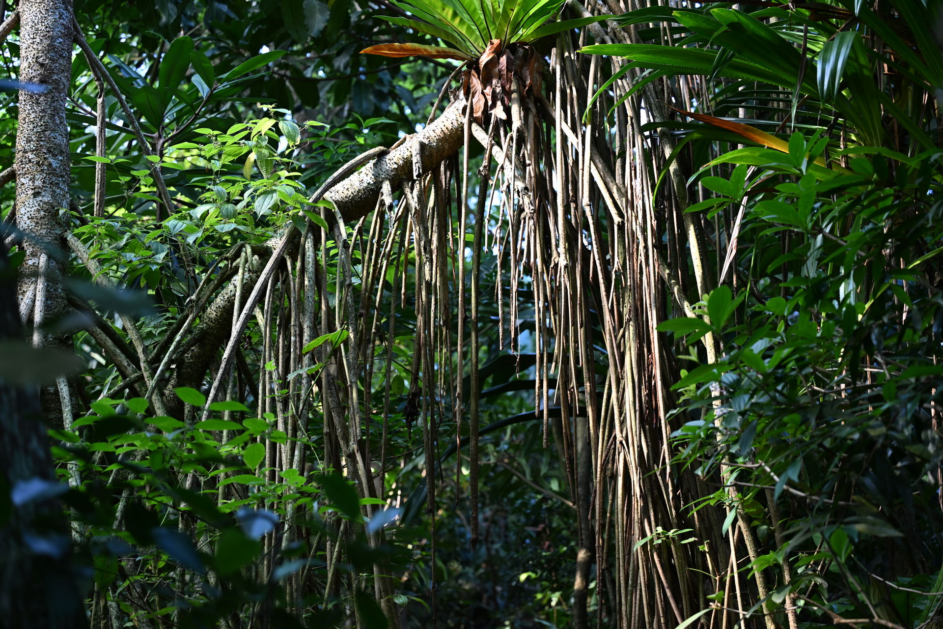 Schraubenbaum im Masoala Regenwald des Zoo Zürich