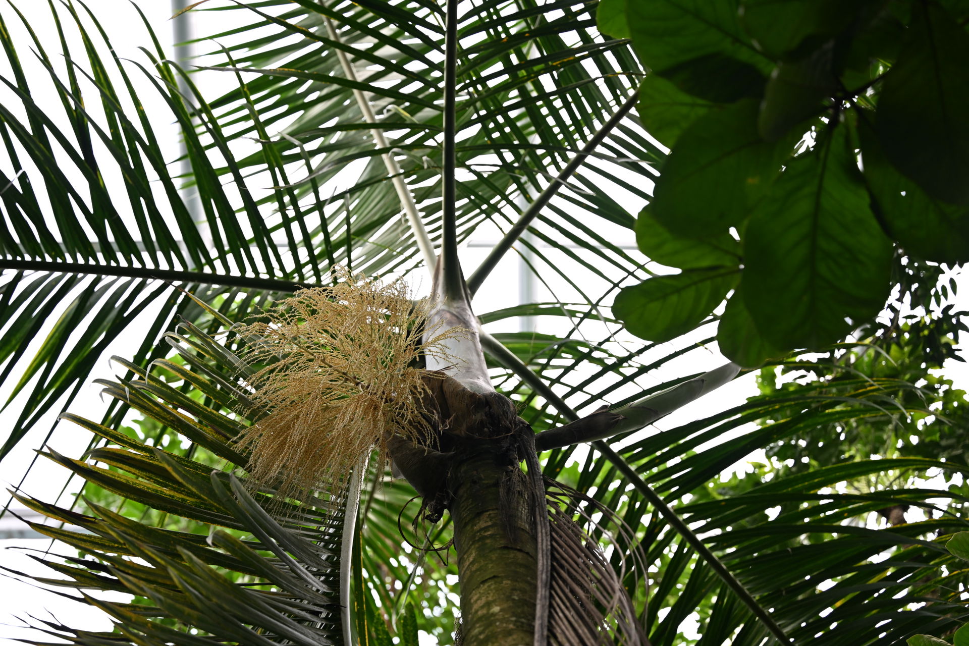 Spindelpalme im Masoala Regenwald des Zoo Zürich