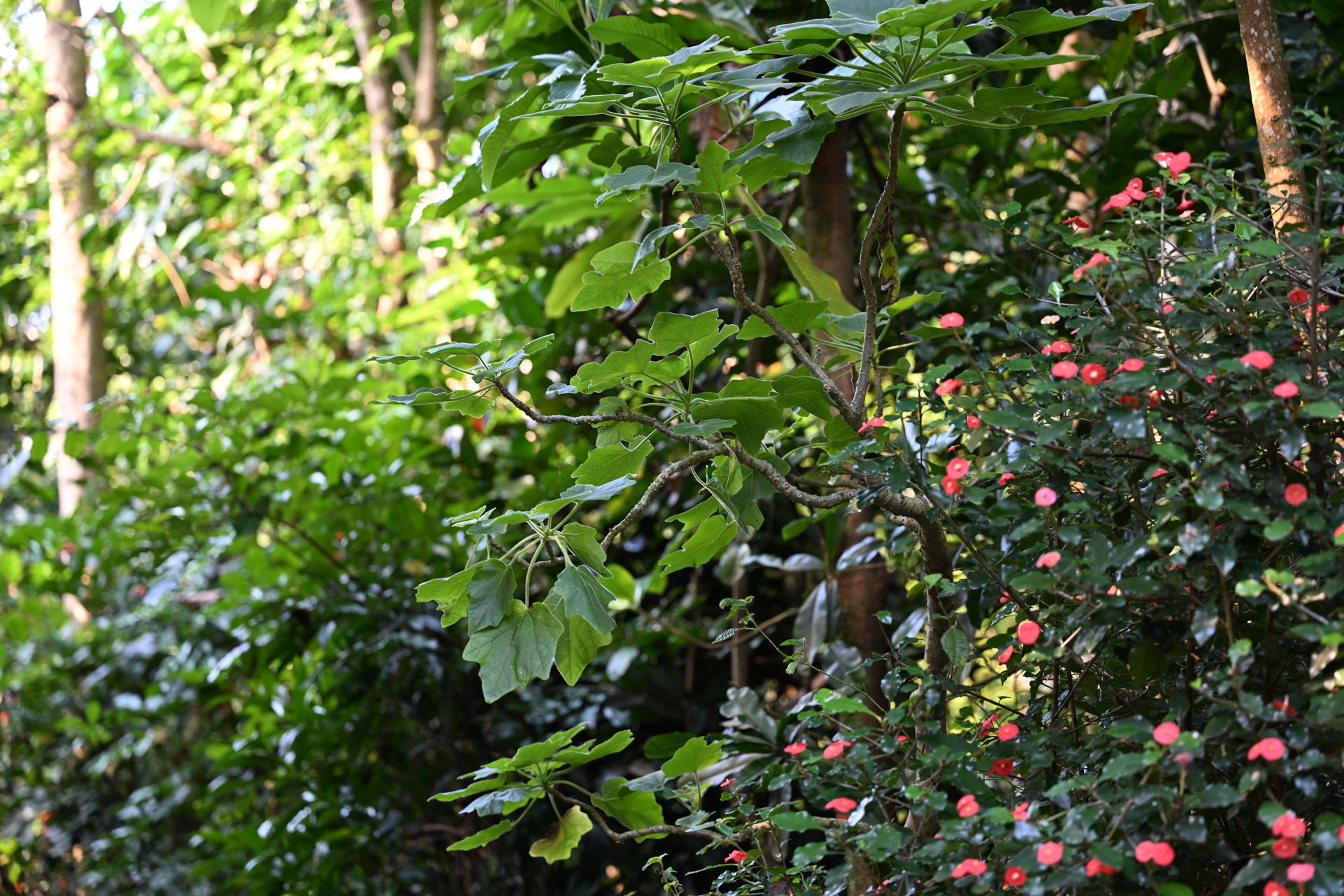 Uncarina im Masoala Regenwald des Zoo Zürich