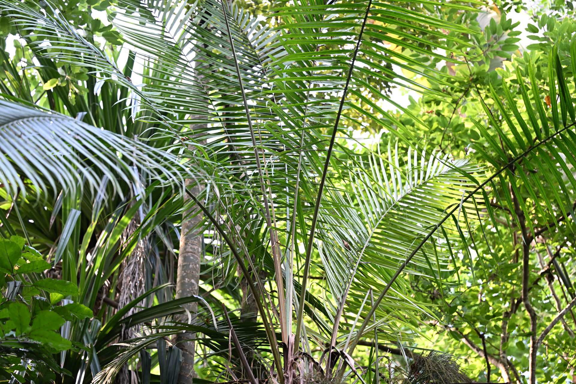 Vonitra-Palme im Masoala Regenwald des Zoo Zürich