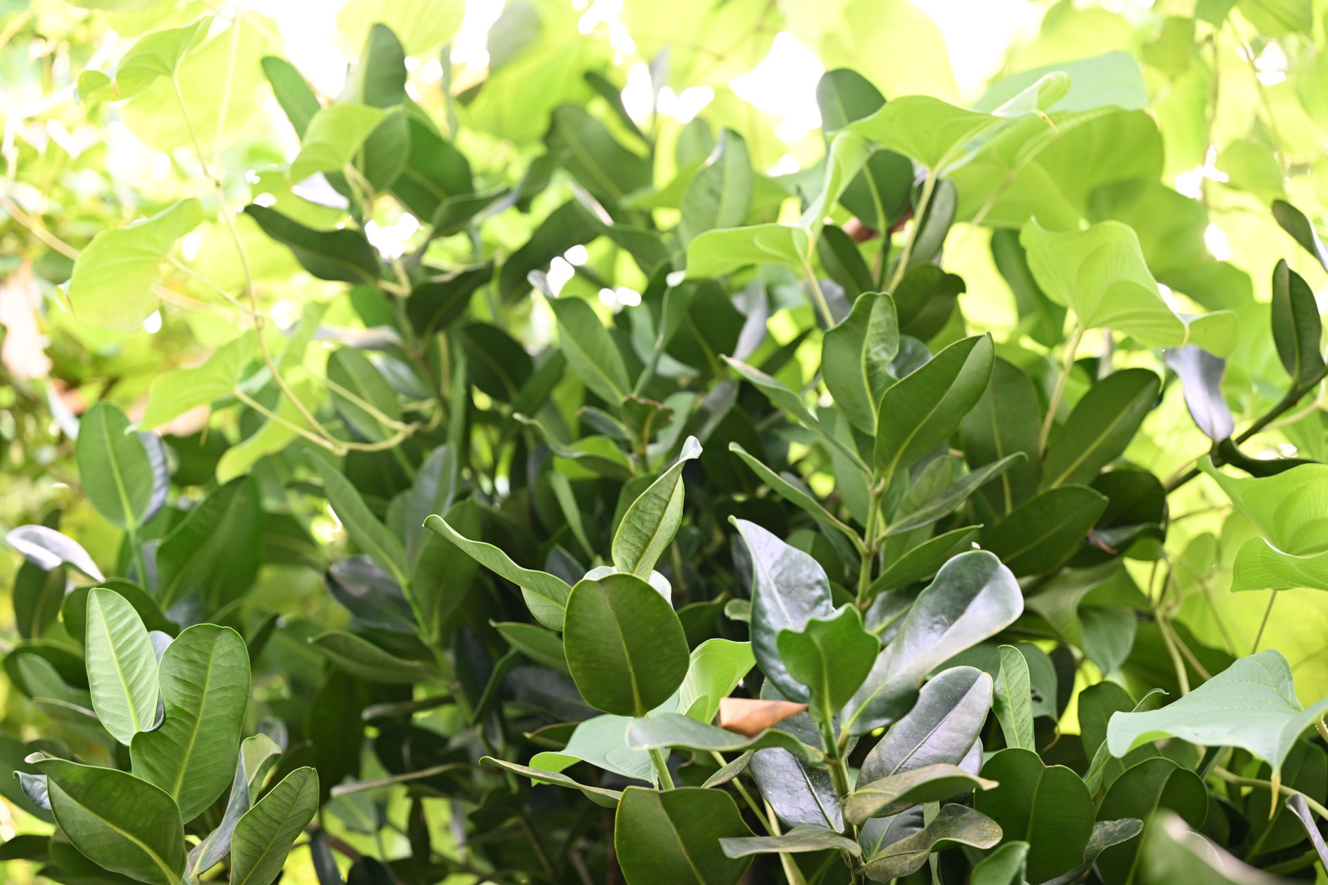 Wilde Magostane im Masoala Regenwald des Zoo Zürich