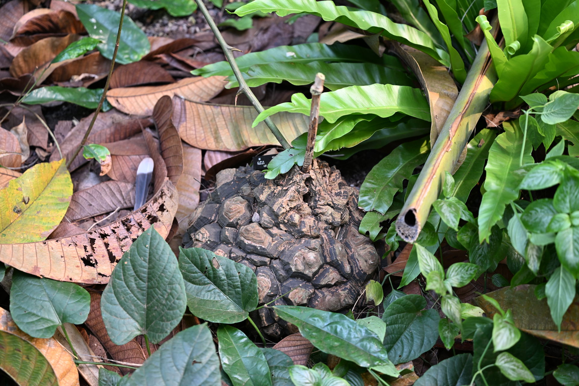 Wilde Yamswurzel im Masoala Regenwald des Zoo Zürich