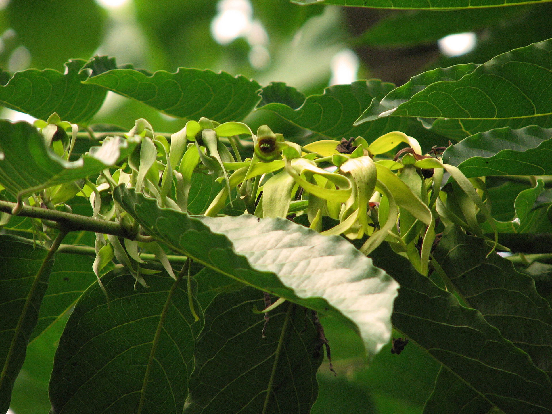 Ylang-Ylang im Masoala Regenwald des Zoo Zürich