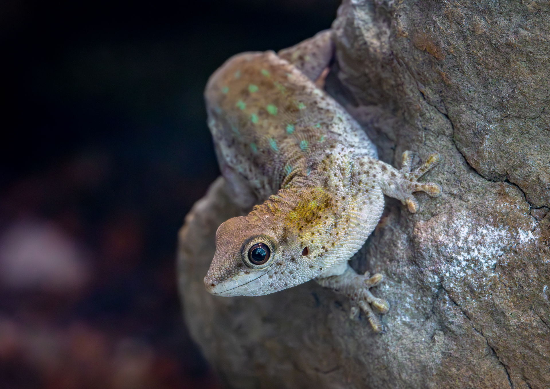 Kurzkopf-Taggecko (Phelsuma breviceps) im Zoo Zürich.