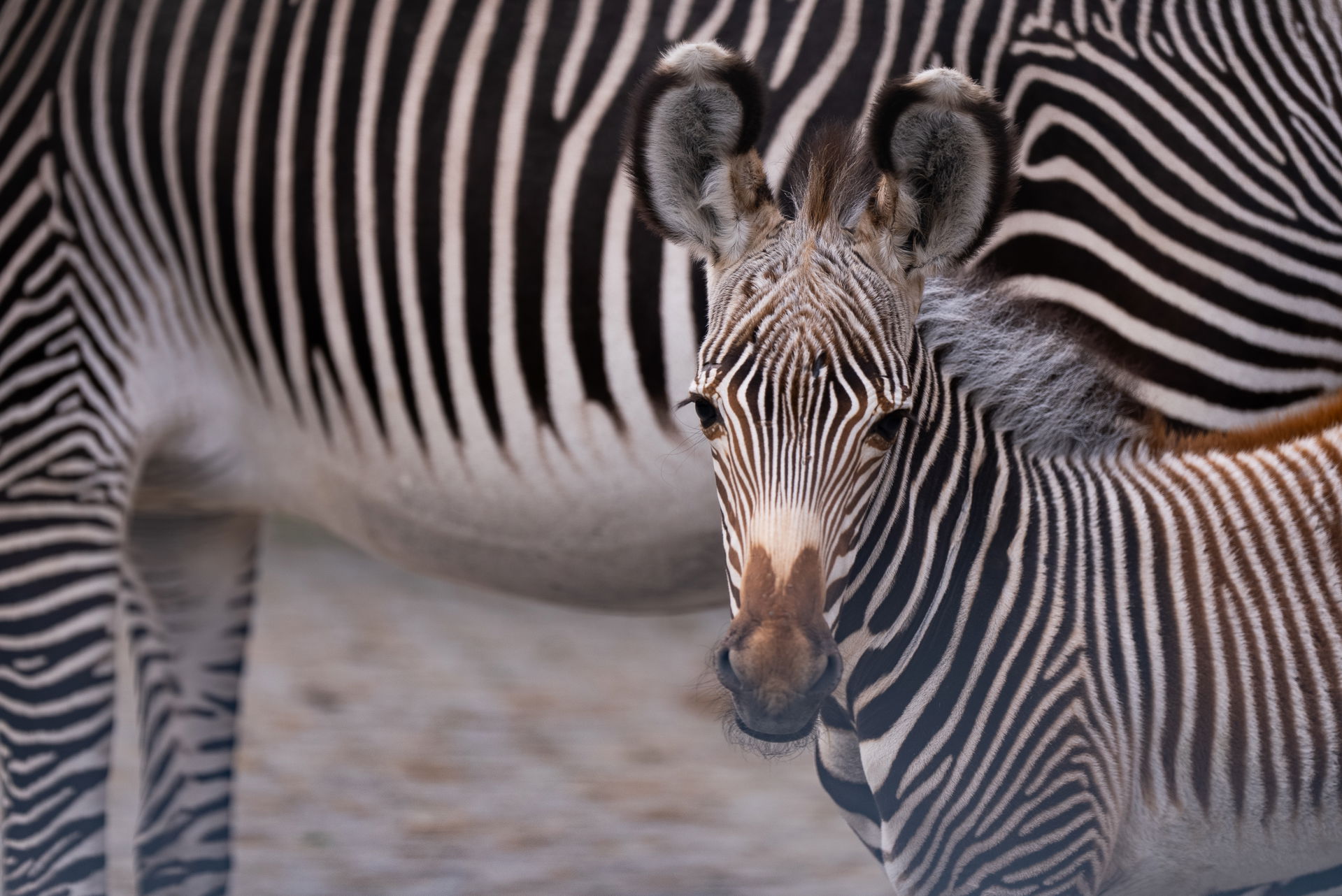 Grevy-Zebra im Zoo Zürich. Foto: Zoo Zürich, Tim Benz.
