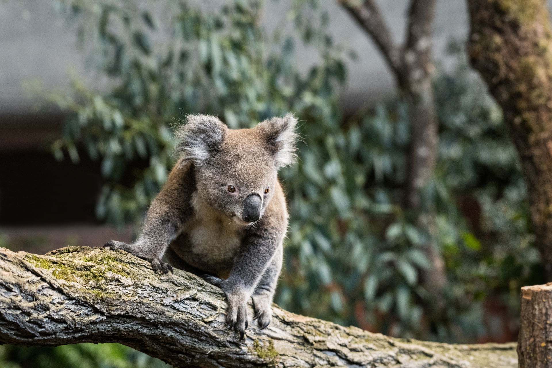 Koala (Phascolarctos cinereus) im Zoo Zürich.