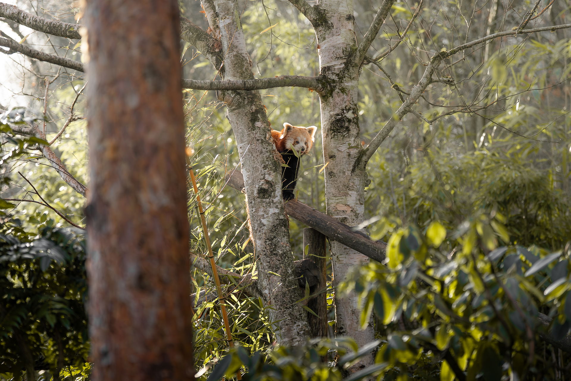 Kleiner Panda (Ailurus fulgens fulgens) im Zoo Zürich.