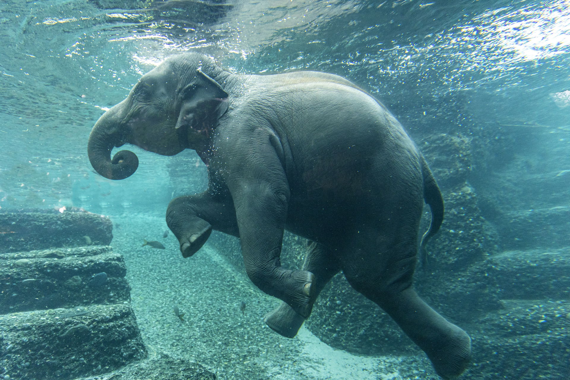 Asiatischer Elefant (Elephas maximus) beim Schwimmen im Kaeng Krachan Elefantenpark des Zoo Zürich.