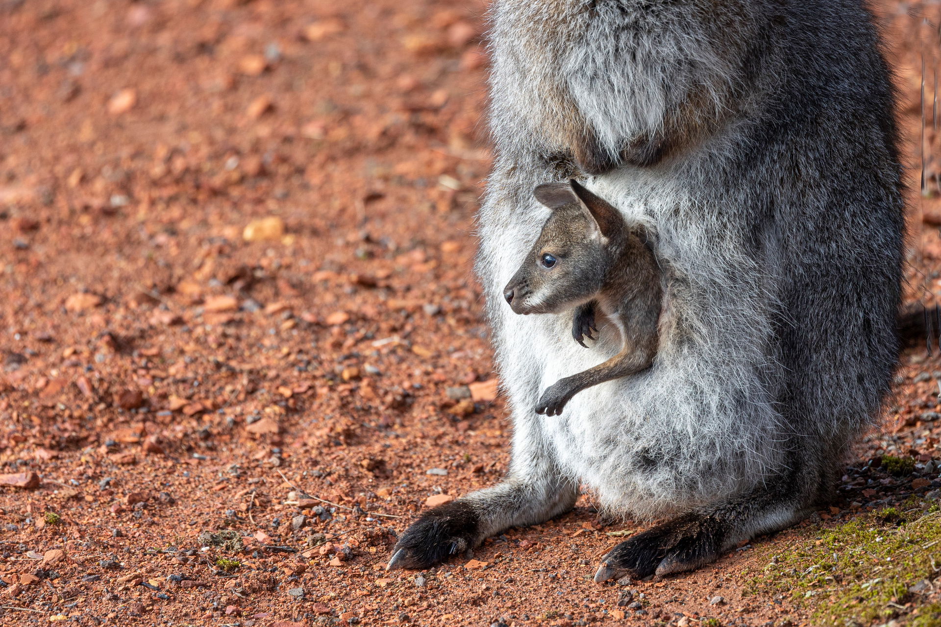Bennett-Wallaby-Jungtier im Beutel seiner Mutter im Zoo Zürich.