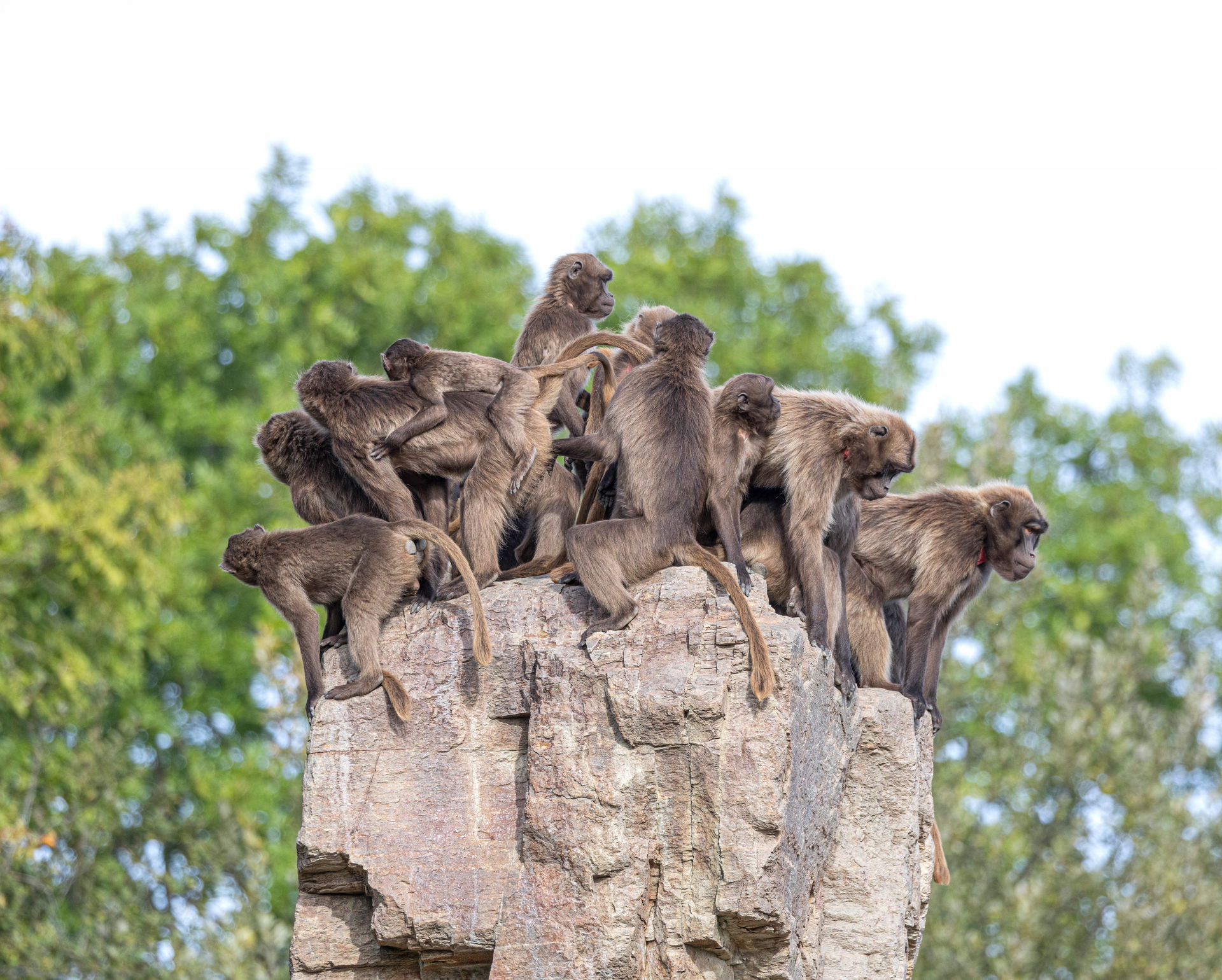 Dscheladas (Theropithecus gelada) im Zoo Zürich.