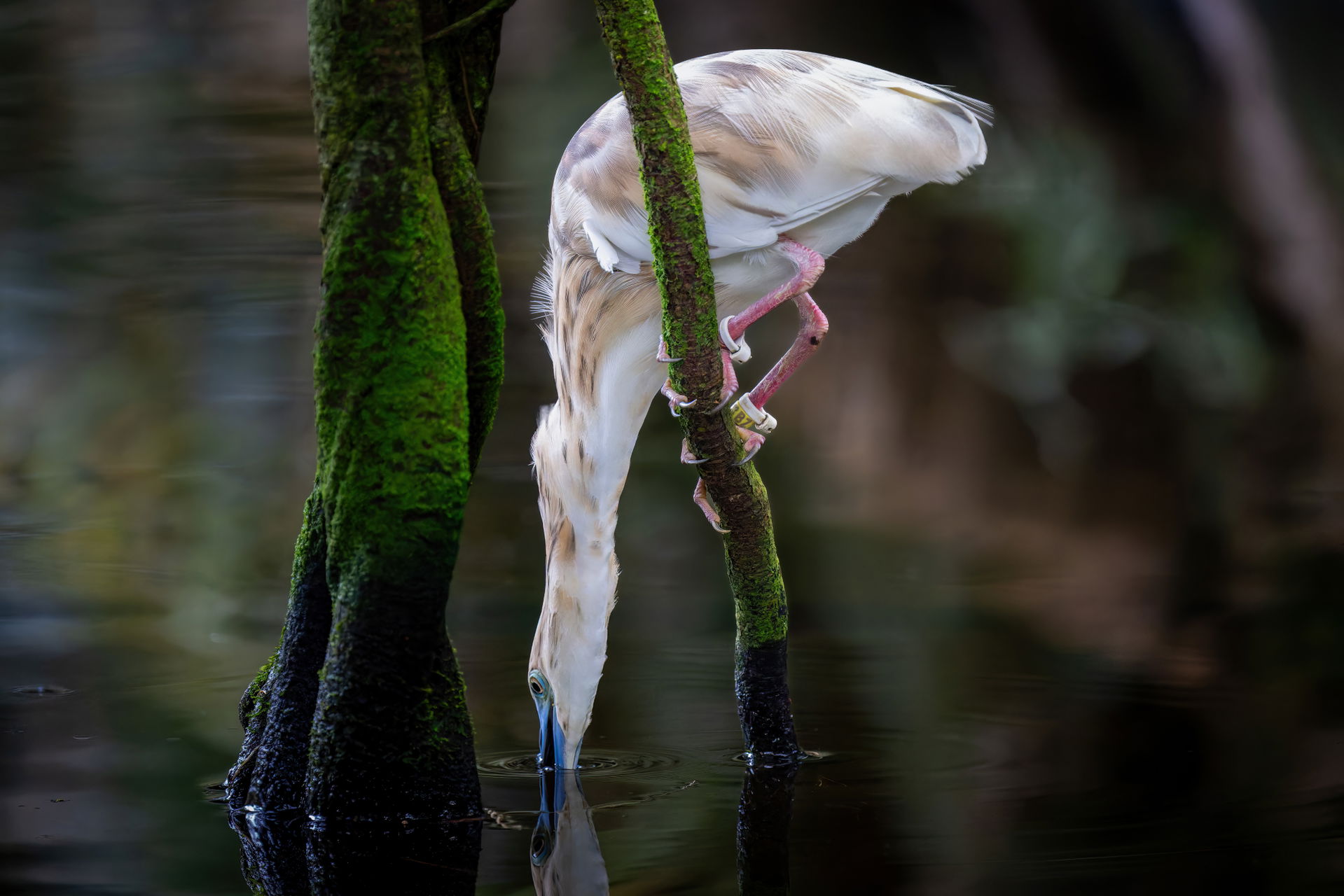 Bild eines Dickschnabelreihers (Ardeola idae) im Masoala Regenwald des Zoo Zürich.