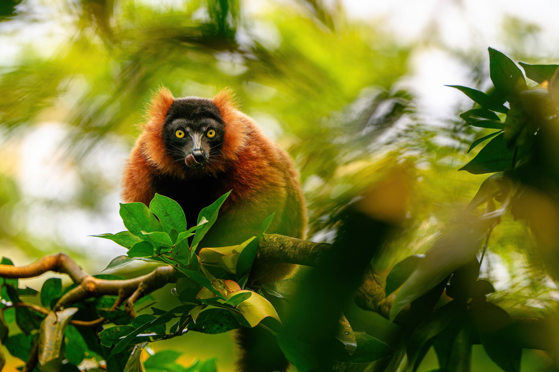 Roter Vari (Varecia rubra) im Masoala Regenwald des Zoo Zürich.