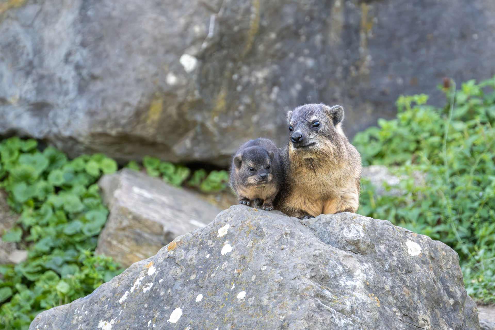 Kap-Klippschliefer im Semien Gebirge des Zoo Zürich.