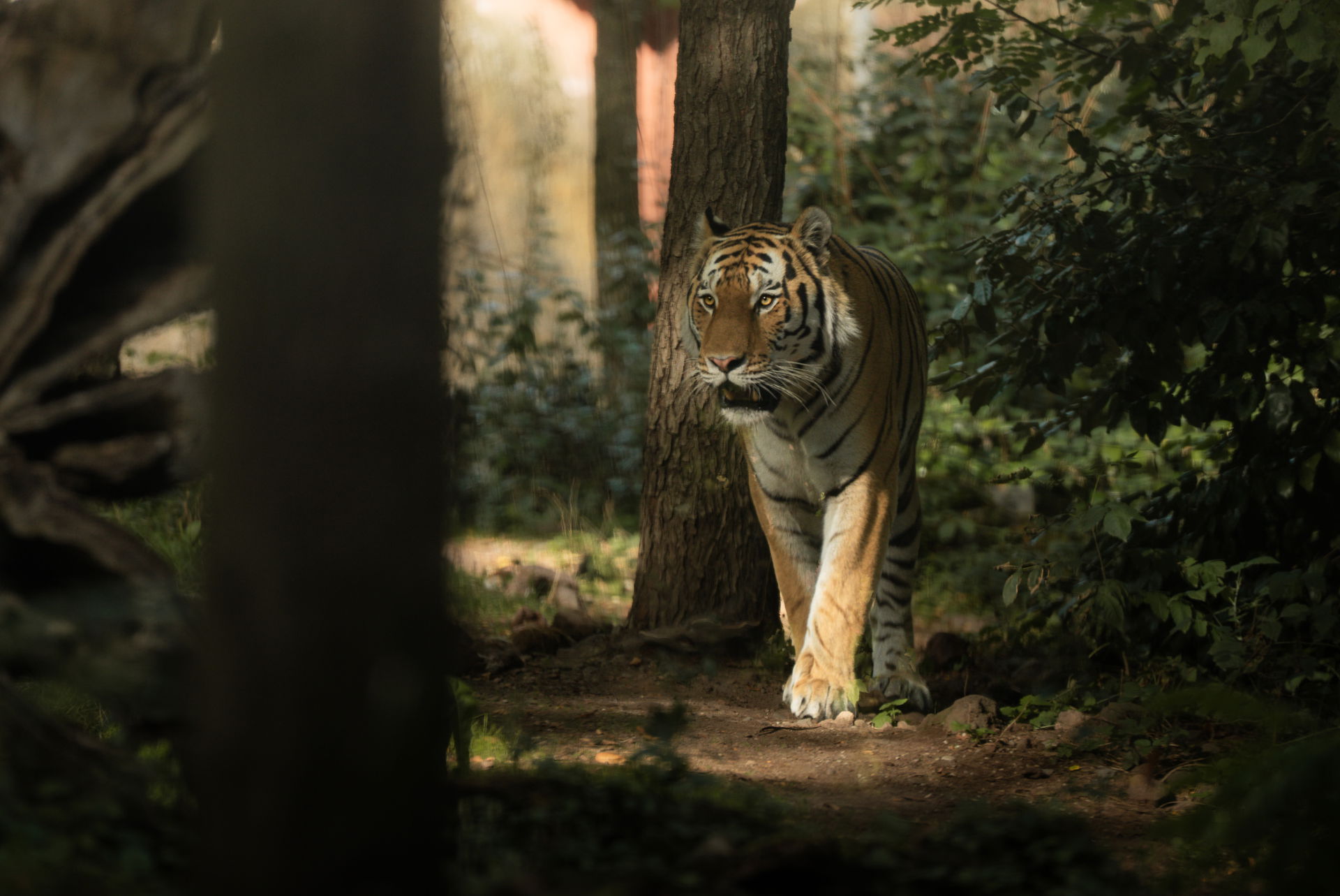 Amurtiger (Panthera tigris altaica) im Lebensraum Panthera des Zoo Zürich.