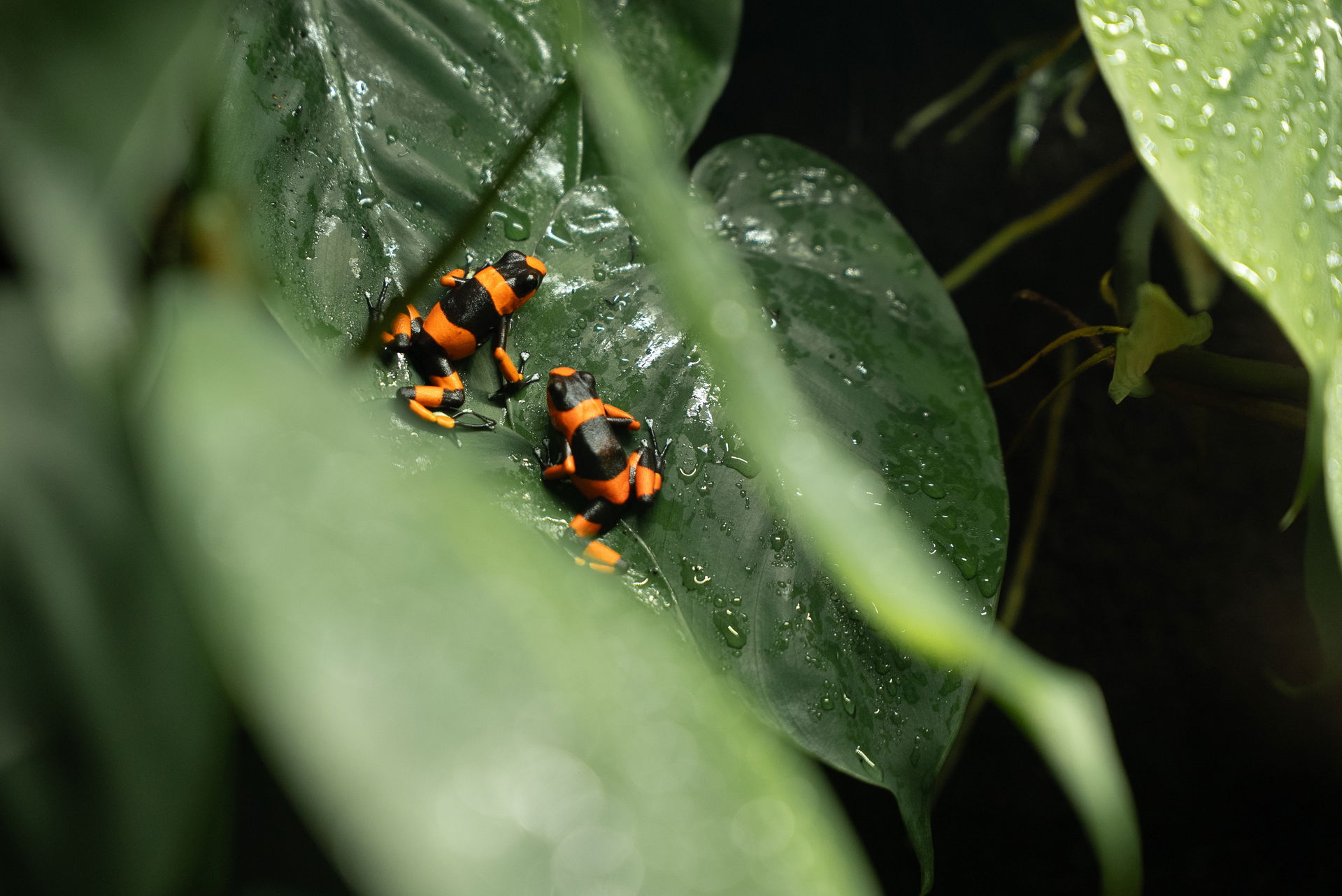Lehmanns Baumsteiger (Oophaga lehmanni) im Zoo Zürich.