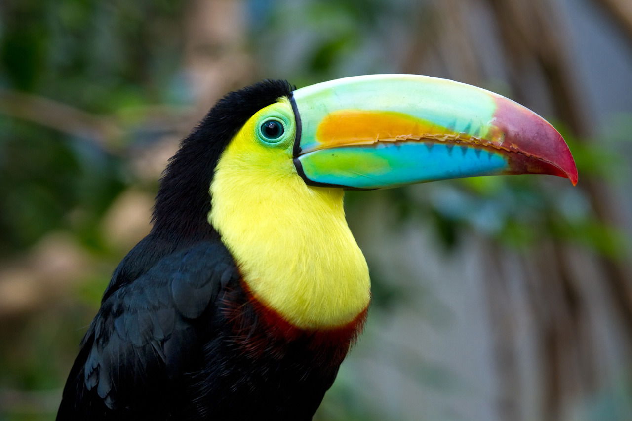 Bild eines Tukans im Zoo Zürich.