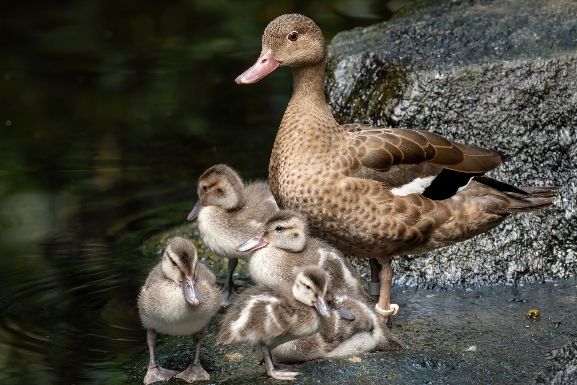Bernierente (Anas bernieri) mit Küken im Masoala Regenwald des Zoo Zürich.