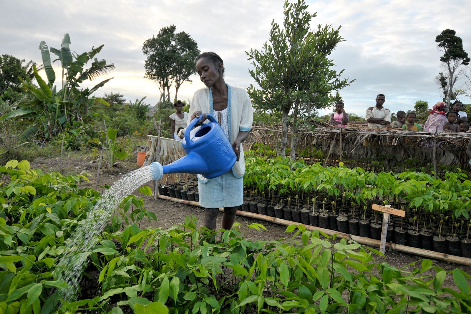 Pflanzschule in der Masoala-Region auf Madagaskar.