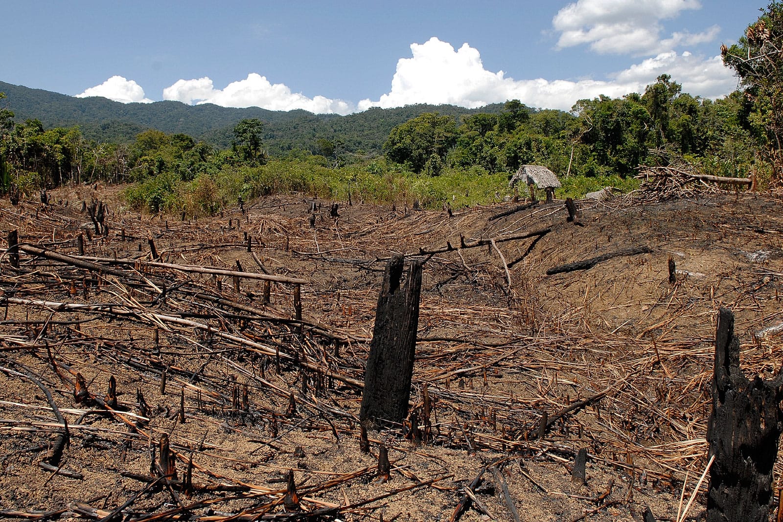 Gerodeter Regenwald auf Madagaskar.