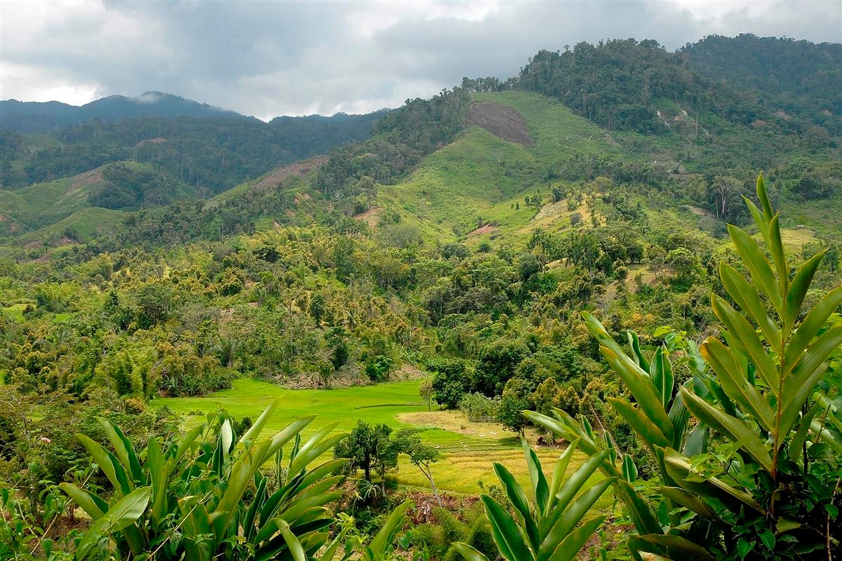 Regenwald auf der Masoala-Halbinsel in Madagaskar.