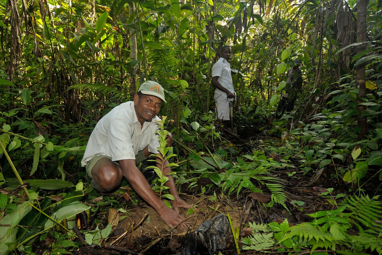 Ein Mann pflanzt im Rahmen des Naturschutzprojekts Masoala auf Madagaskar einen jungen Baum für Aufforstungszwecke.