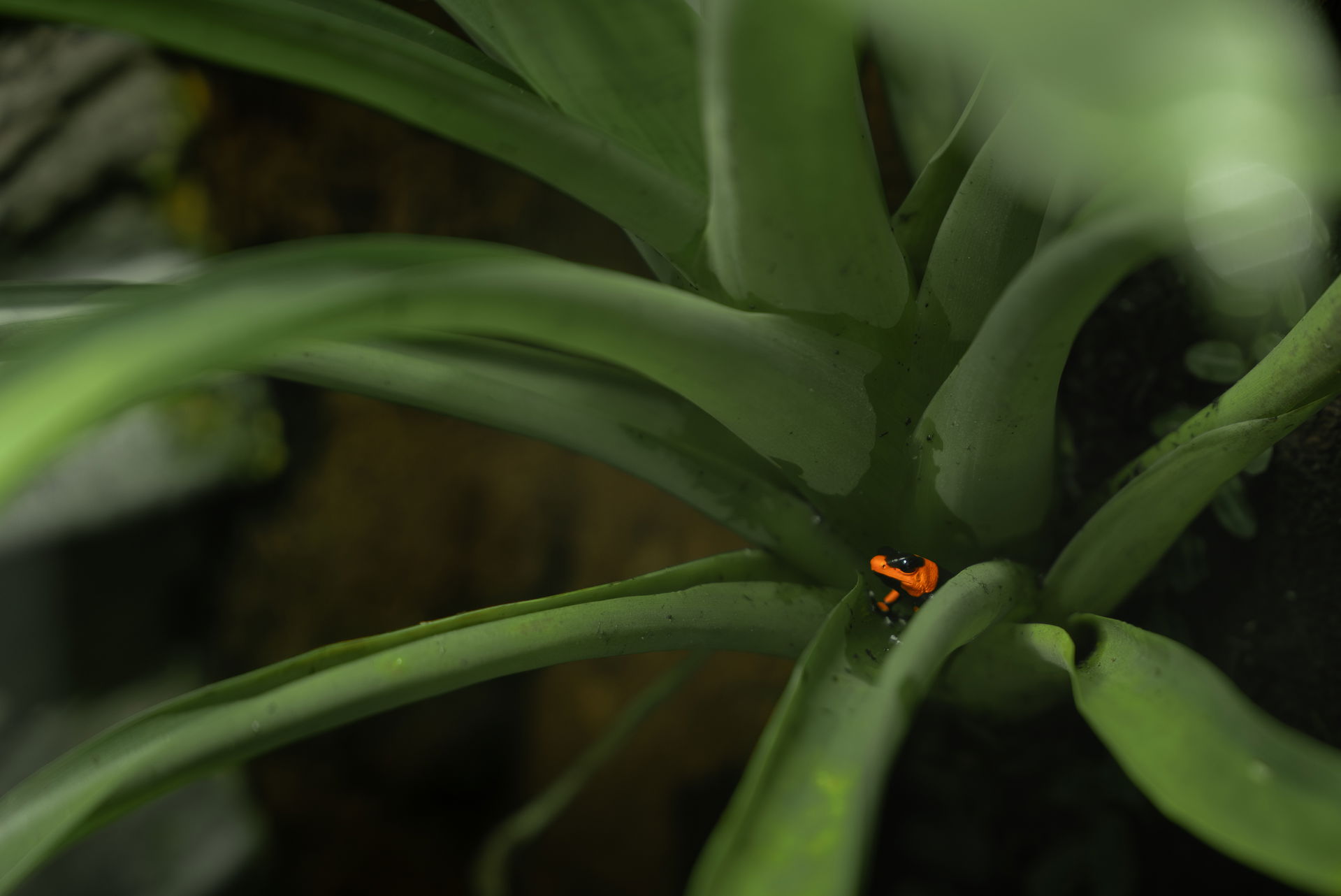 Lehmann's Baumsteiger (Oophaga lehmanni). Foto: Zoo Zürich, Tim Benz.
