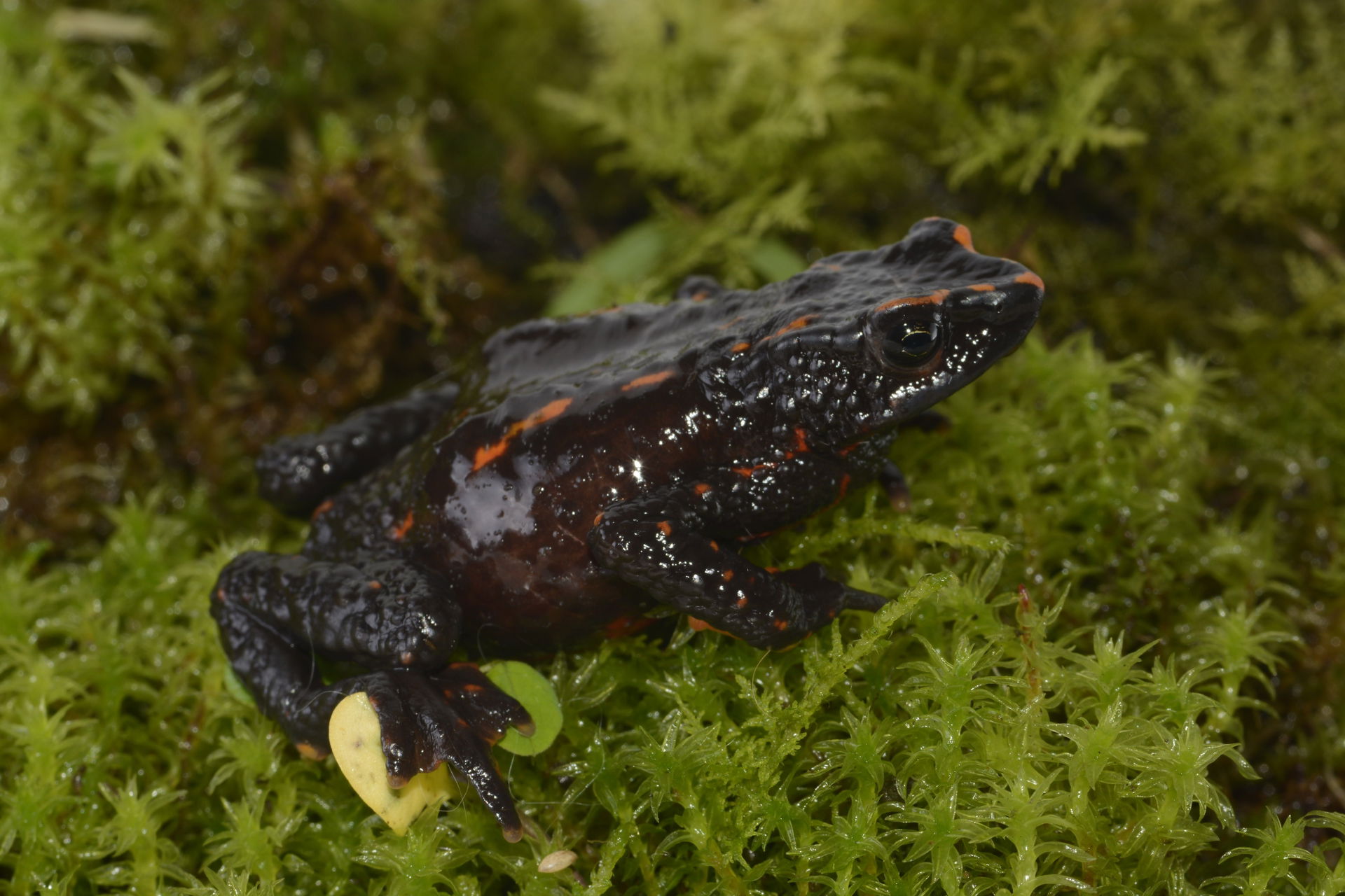 Seitliche Aufnahme von Atelopus lozanoi. Foto: WCS Kolumbien, Gustavo González.
