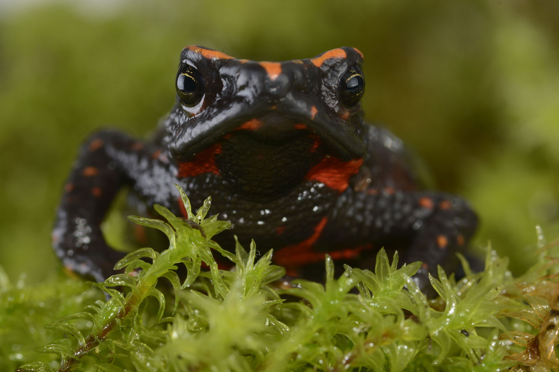 Nahaufnahme von Atelopus lozanoi. Foto: WCS Kolumbien, Gustavo González.