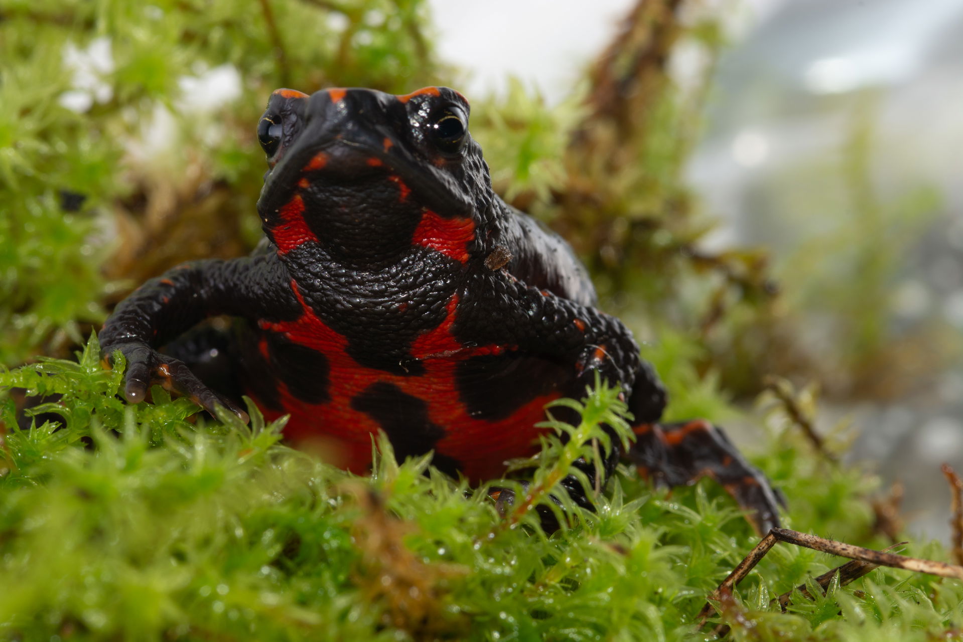 Porträtaufnahme von Atelopus lozanoi. Foto: WCS Kolumbien, Gustavo González..