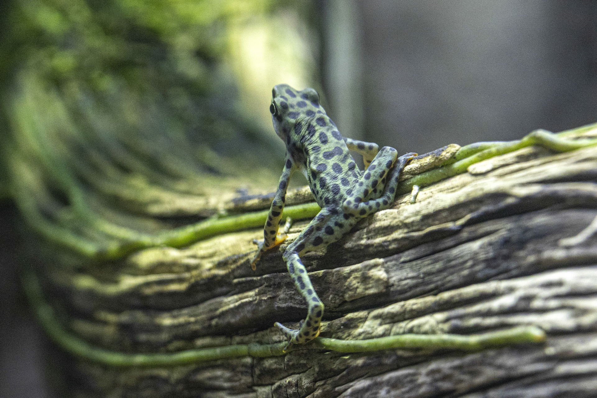 Rio-Pescado-Stummelfusskröte (Atelopus balios). Foto: Zoo Zürich, Enzo Franchini.
