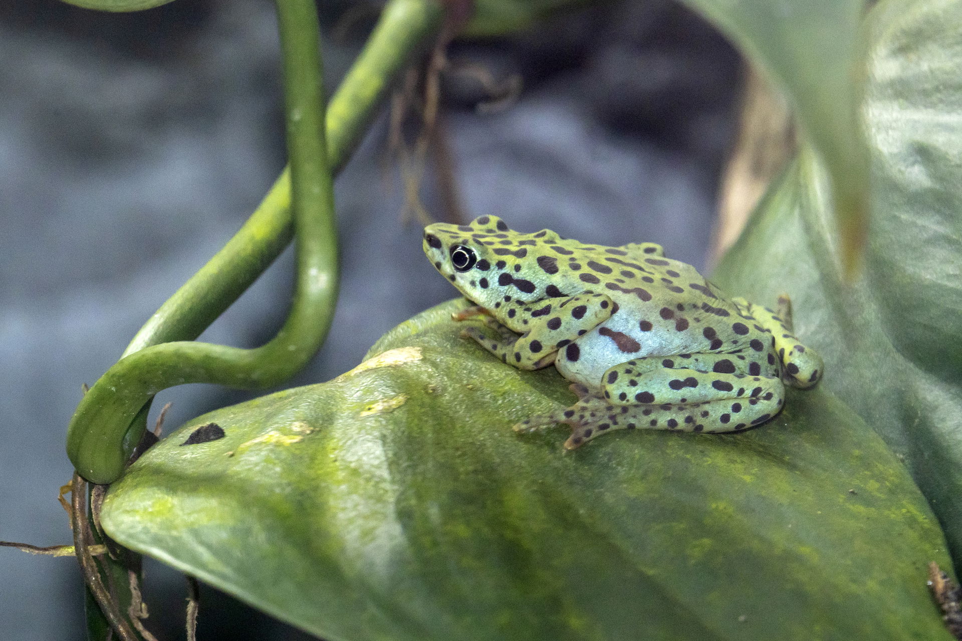Rio-Pescado-Stummelfusskröte (Atelopus balios). Foto: Zoo Zürich, Enzo Franchini.