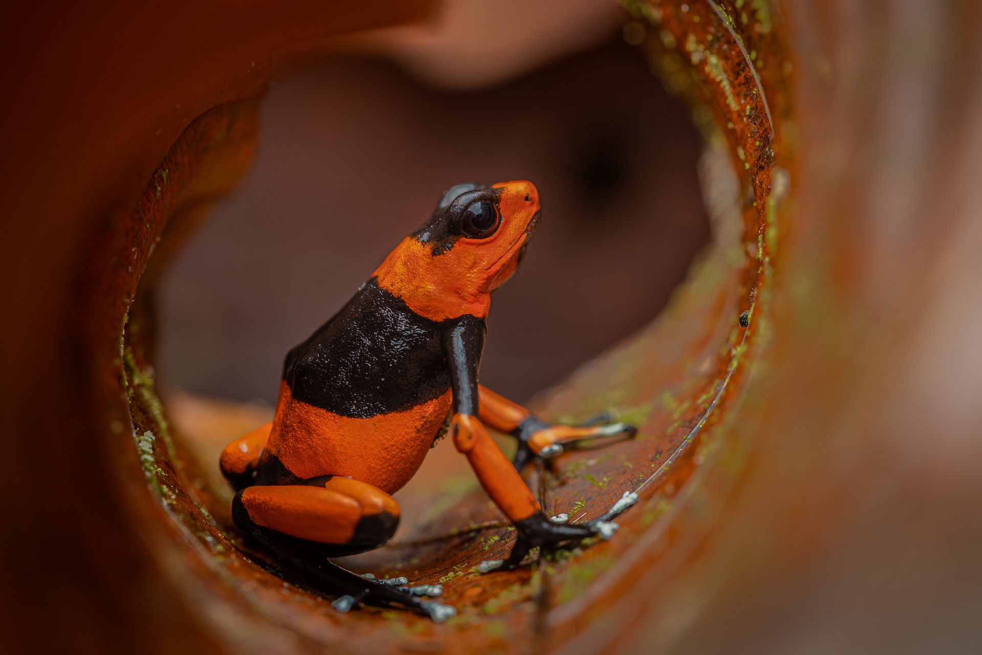 Lehmann's Baumsteiger (Oophaga lehmanni). Foto: Gustavo González, WCS Kolumbien.