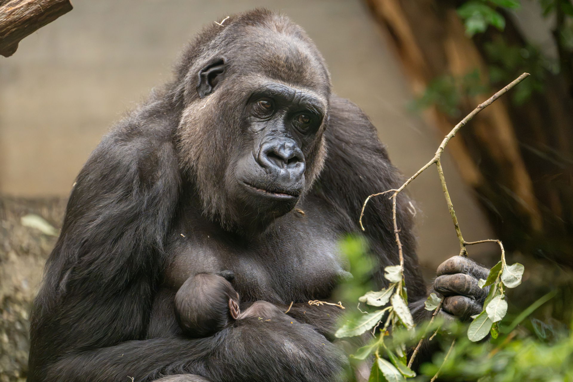 Westlicher Flachlandgorilla Mayumi mit Jungtier Amata im Zoo Zürich.