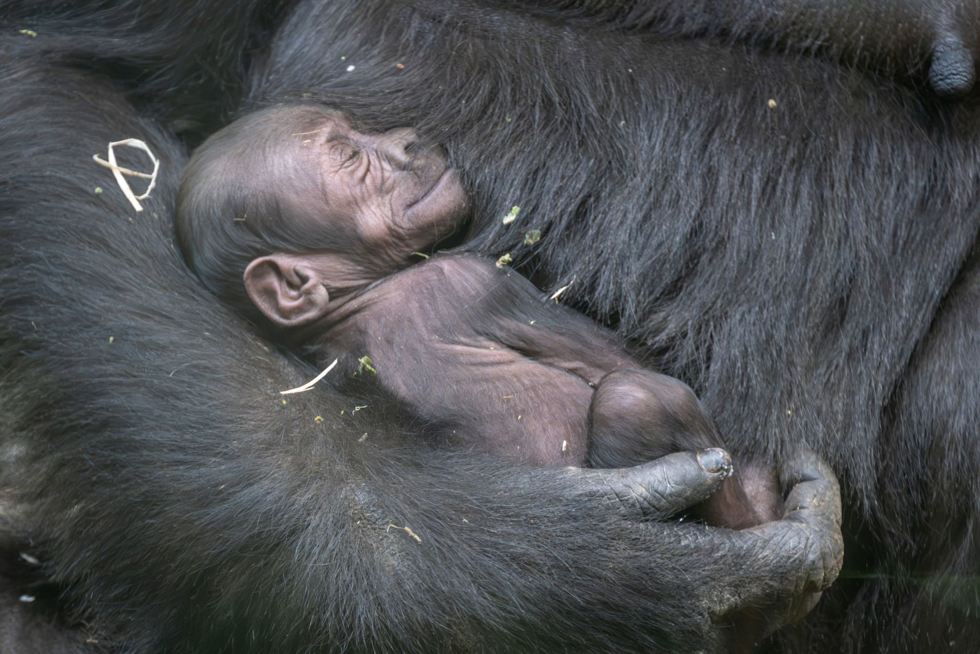 Junger Westlicher Flachlandgorilla im Zoo Zürich.