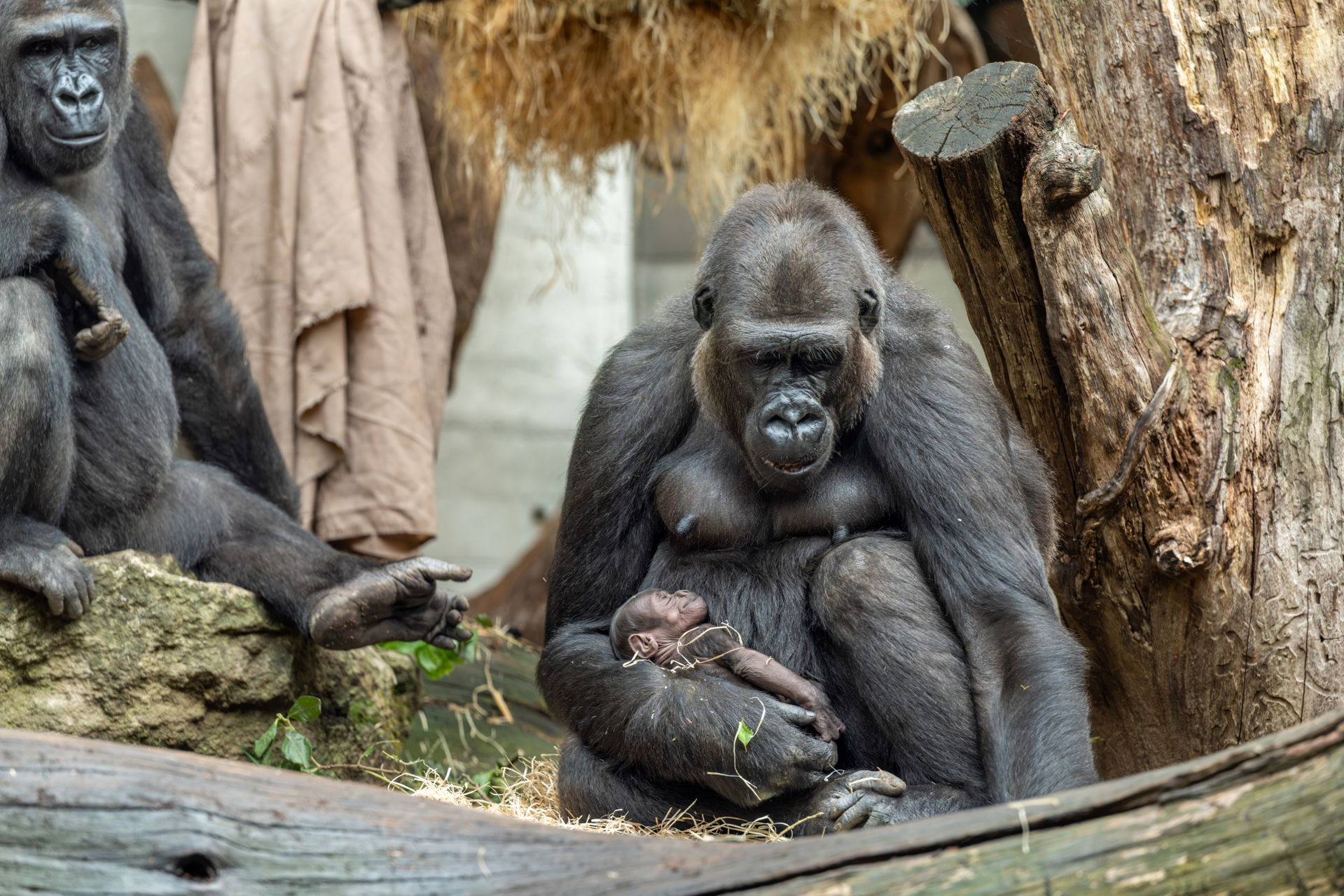 Westlicher Flachlandgorilla Mayumi mit Jungtier Amata im Zoo Zürich.