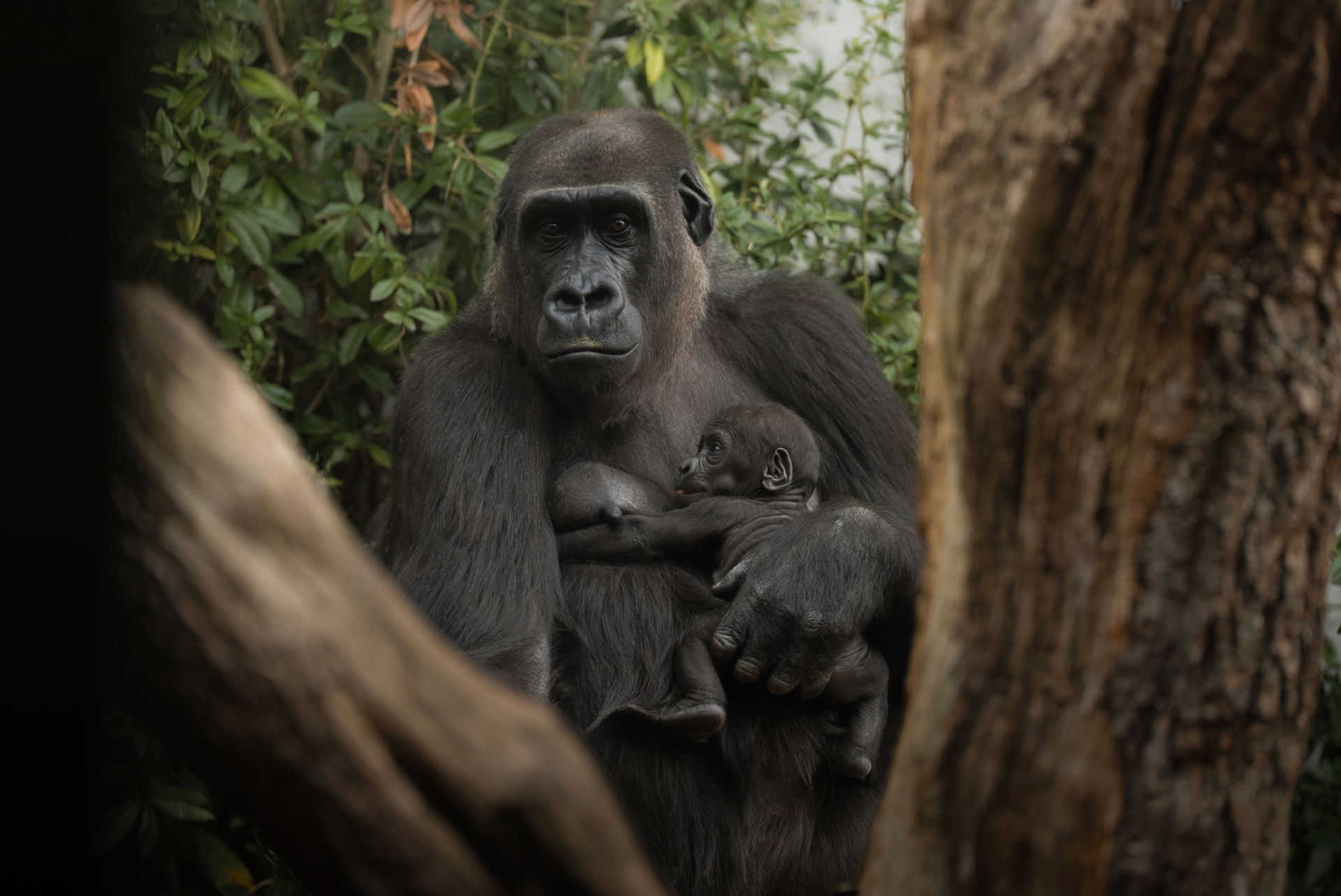 Westlicher Flachlandgorilla (Gorilla gorilla gorilla) Mayumi mit Jungtier Amata (geb. 27.7.2026) im Zoo Zürich.