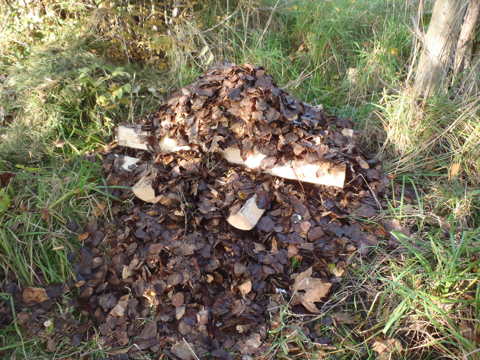Holzscheite mit Lauf für ein Igel-Winterquartier. Copyright: Igelzentrum Zürich