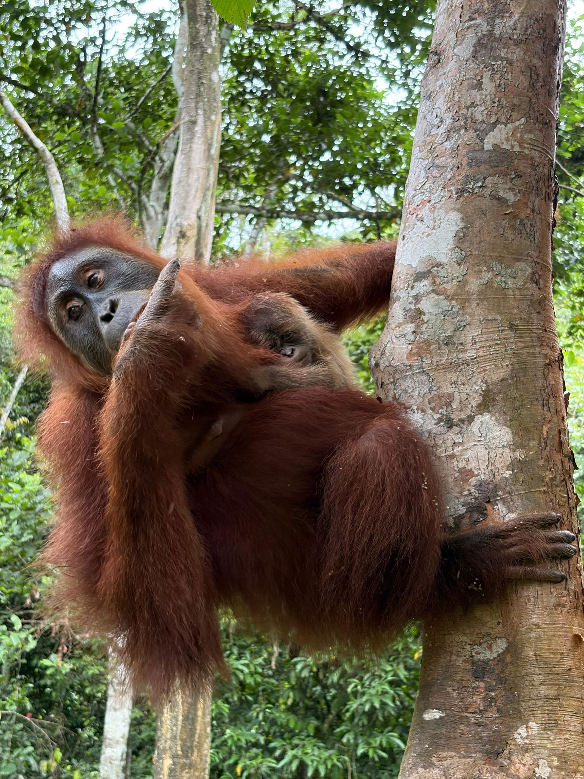 Sumatra-Orang-Utan (Pongo pygmaeus abeli) Wenda mit Jungtier in Jantho, Naturschutzprojekt Paneco.