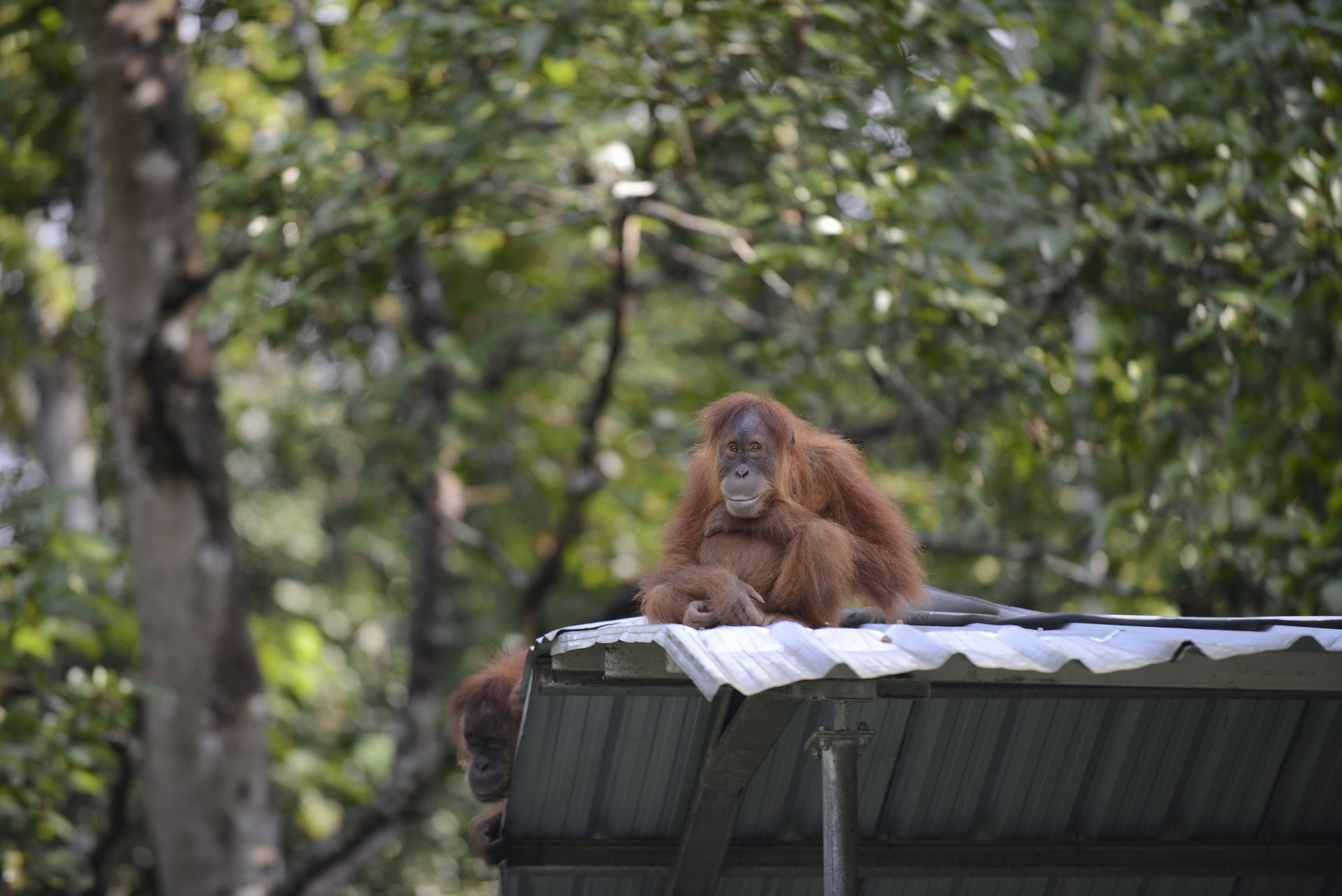 Sumatra-Orang-Utan Wenda in der Auswilderungsstation des SOCP.