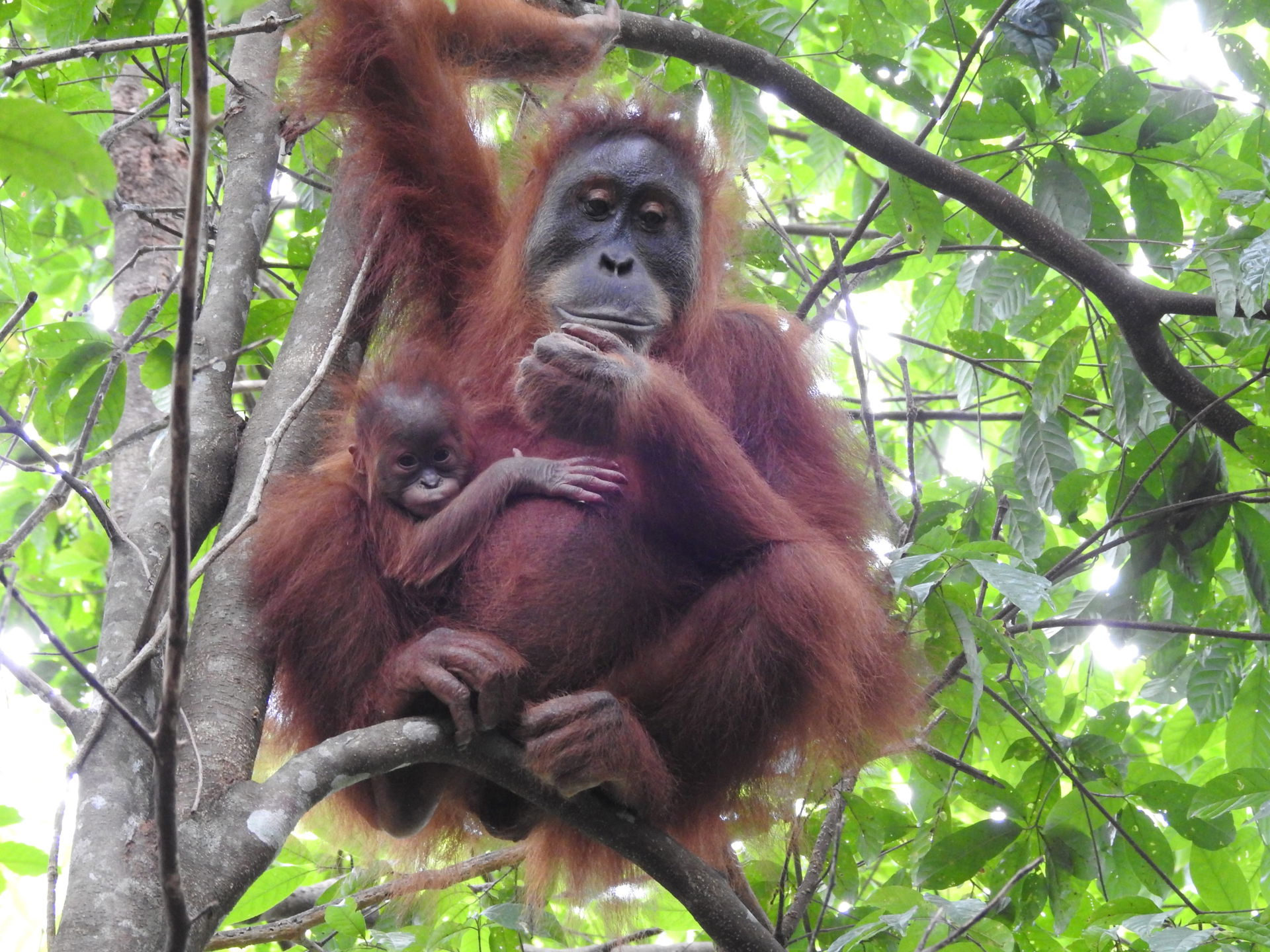 Sumatra-Orang-Utan Wenda mit ihrem ersten Jungtier, 2024, auf Sumatra.