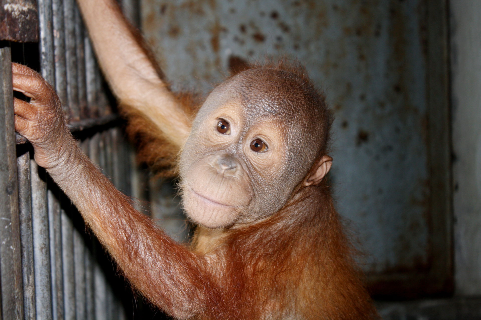 Sumatra-Orang-Utan Wenda 2009 bei der Ankunft in der Auffangstation des SOCP.