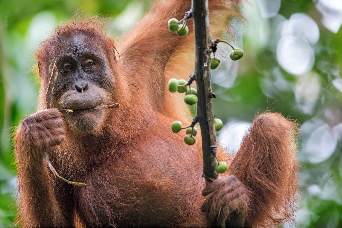 Sumatra-Orang-Utan (Pongo pygmaeus abeli) Wenda in Jantho, Naturschutzprojekt Paneco.