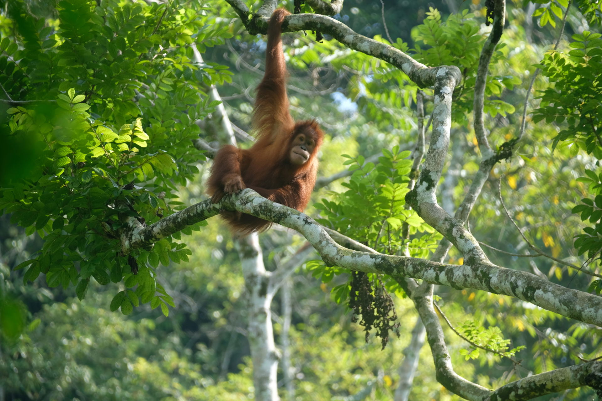 Sumatra-Orang-Utan (Pongo abelii) in der Auffang- und Pflegestation Batu Mbelin der Stiftung PanEco, Naturschutzpartnerin des Zoo Zürich.