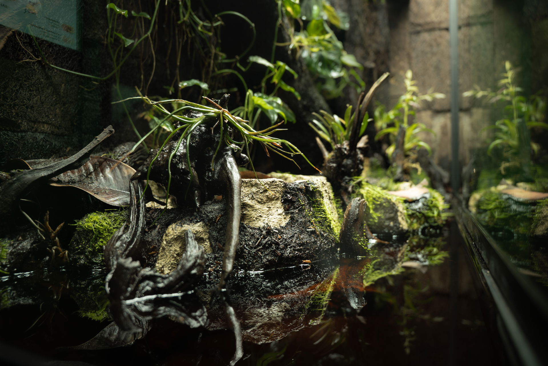Blick ins Paludarium im Zoo Zürich. Foto: Zoo Zürich, Tim Benz.