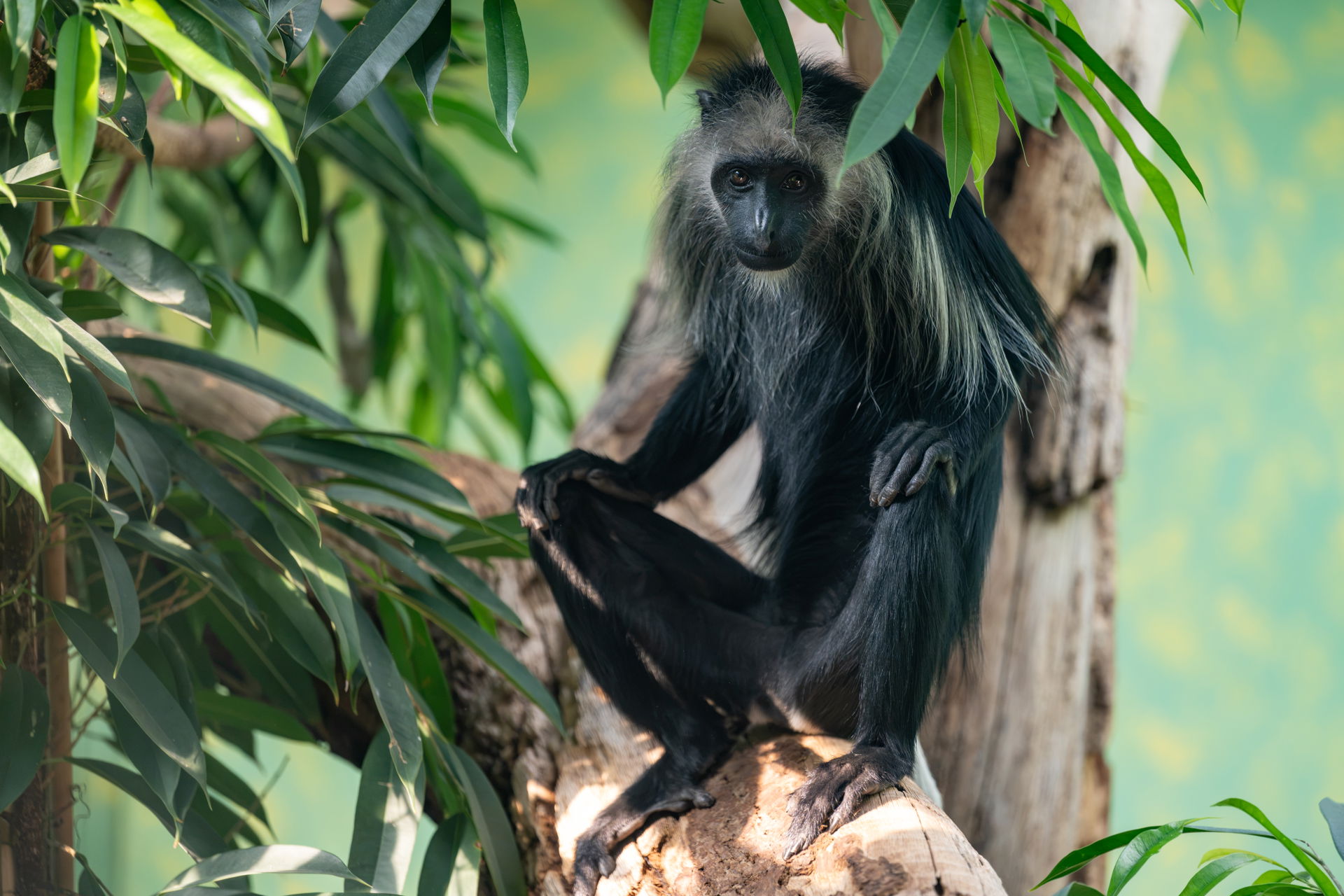 Bärenstummmelaffe im Zoo Zürich. Foto: Zoo Zürich, Fabio Süess.