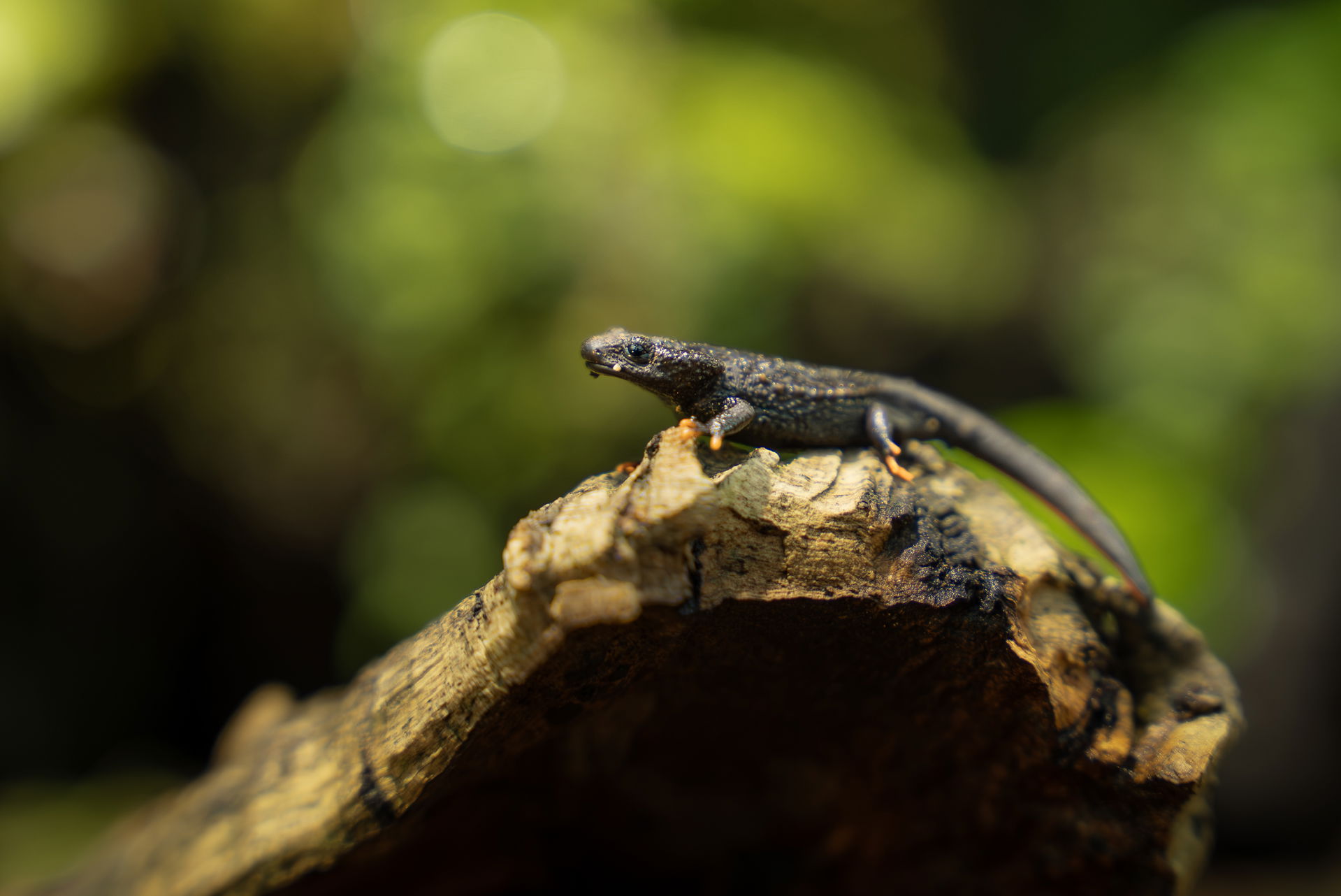 Zieglers Krokodilmolch im Zoo Zürich. Foto: Zoo Zürich, Tim Benz.