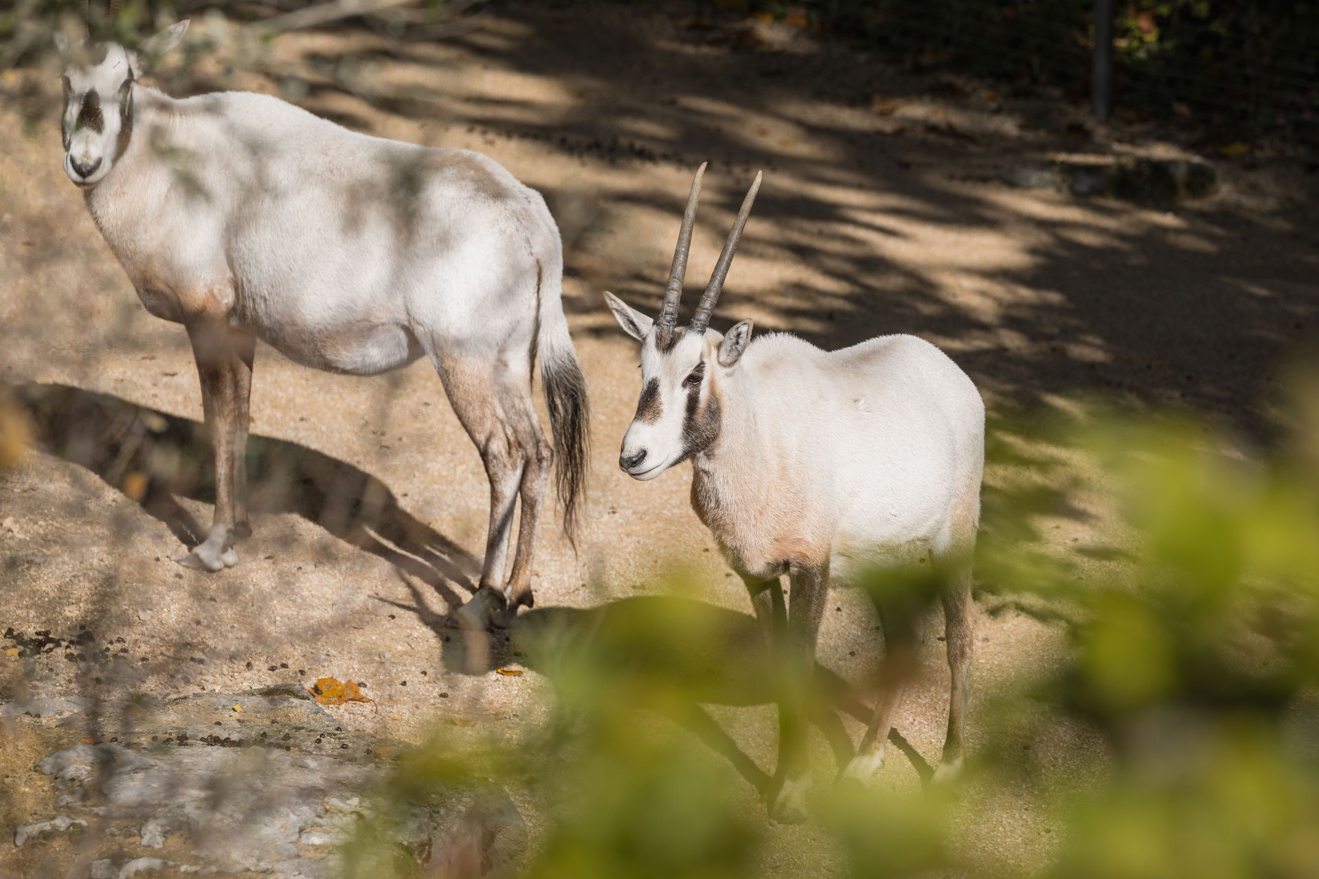 Arabische Oryx im Zoo Zürich